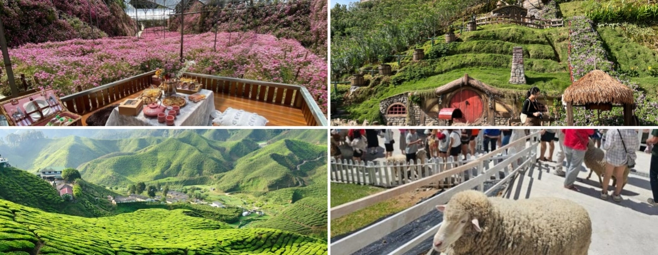 Luxury private car Singapore to Cameron Highlands tea plantations